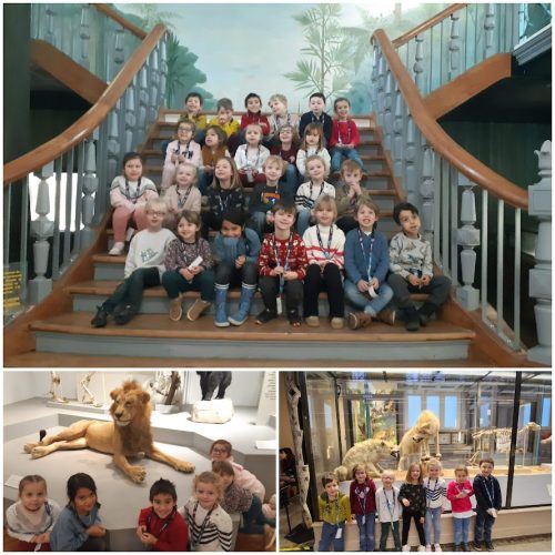Musée d'histoire naturelle de Lille en MS-GS